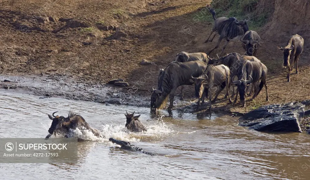 Kenya, Maasai Mara, Narok district. Wildebeest flee from a dangerous crocodile while watering at the Mara River during their annual migration from the Serengeti National Park in Northern Tanzania to the Masai Mara National Reserve in Southern Kenya.