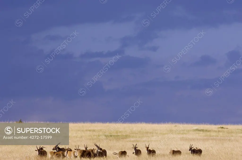 Kenya, Masai Mara National Reserve. Eland, the largest of the African antelopes, out on the plains of the Masai Mara.