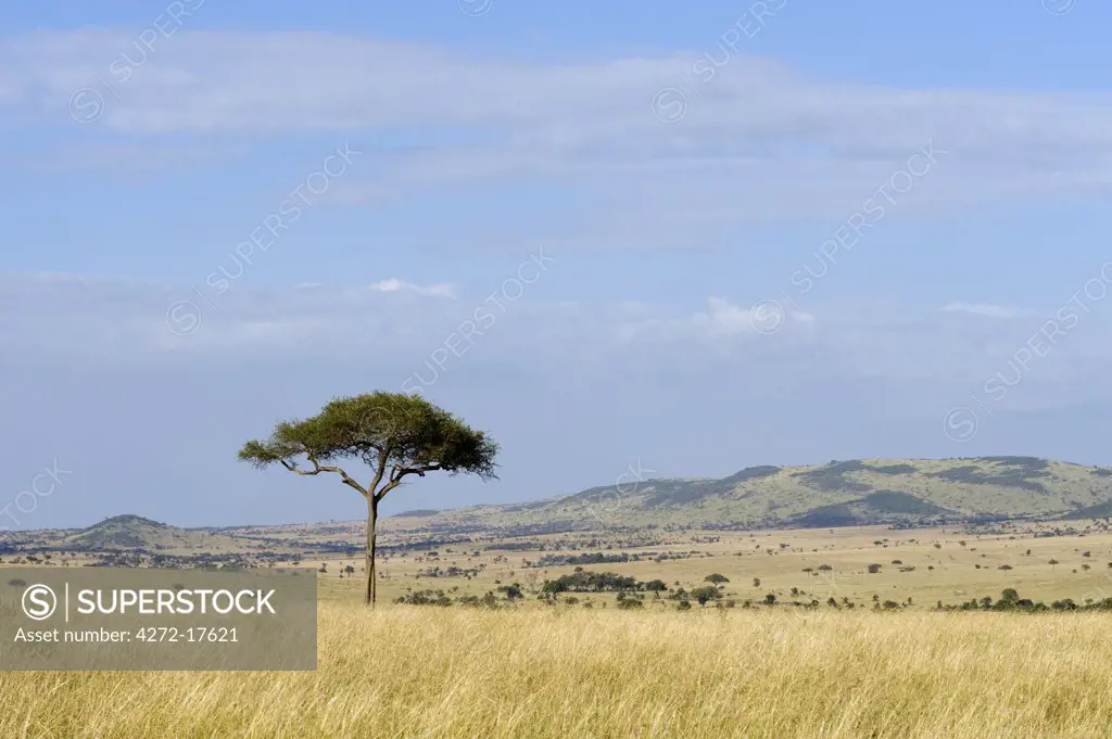 Kenya, Masai Mara National Reserve. The rolling grassy plains of the Masai Mara.