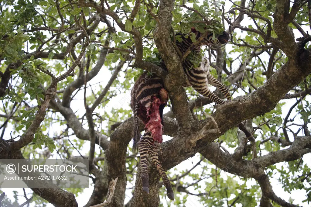 Kenya, Masai Mara National Reserve. The chewed remains of a young zebra carcass is lodged up a tree by a leopard to keep the kill safe from lion, hyenas and other predators.