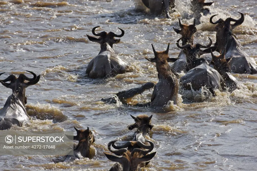 Kenya, Maasai Mara, Narok district. As wildebeest swim across the Mara River during their annual migration from the Serengeti National Park in Northern Tanzania to the Masai Mara National Reserve in Southern Kenya, a crocodiles attacks one of them.