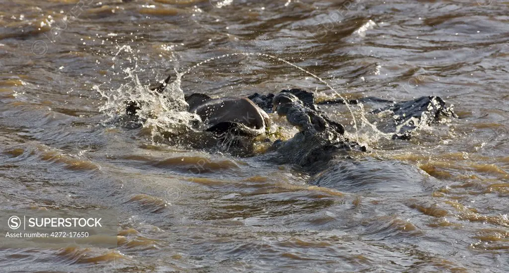 Kenya, Maasai Mara, Narok district. A young wildebeest is attacked by two large crocodiles while it swims across the Mara River during the annual migration from the Serengeti National Park in Northern Tanzania to the Masai Mara National Reserve in Southern Kenya.