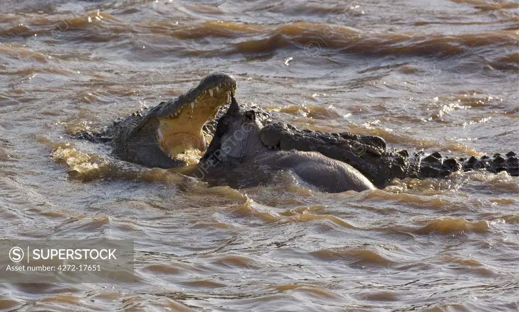 Kenya, Maasai Mara, Narok district. A young wildebeest is attacked and killed by two large crocodiles while it swims across the Mara River during the annual migration from the Serengeti National Park in Northern Tanzania to the Masai Mara National Reserve in Southern Kenya.