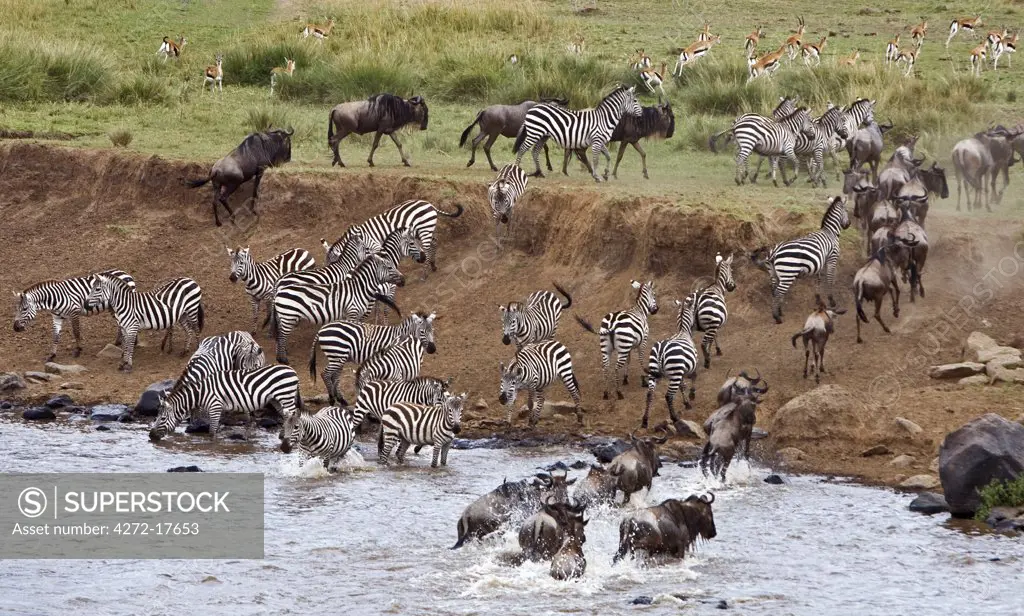 Kenya, Maasai Mara, Narok district. Wildlife watering at the Mara River during the annual migration from the Serengeti National Park in Northern Tanzania to the Masai Mara National Reserve in Southern Kenya.