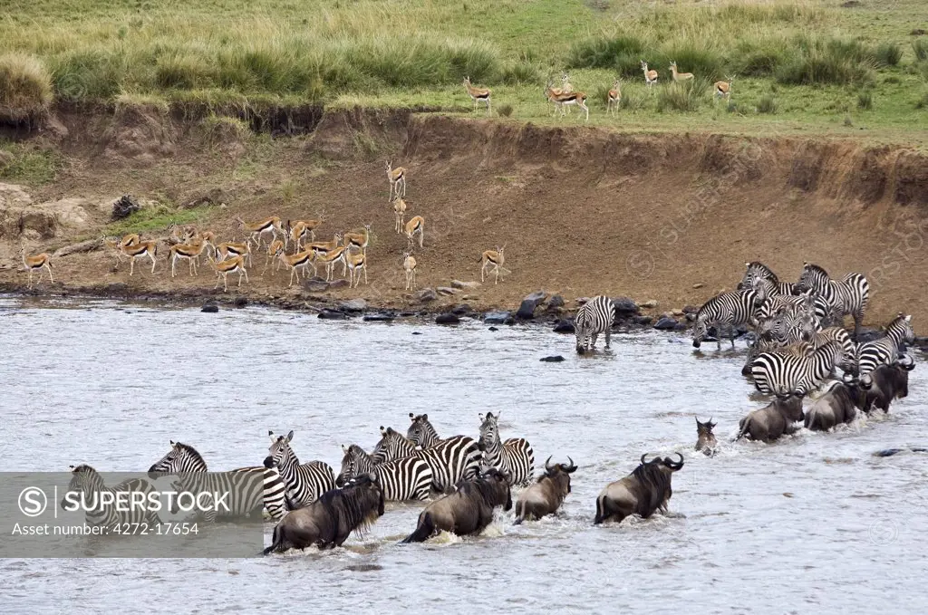 Kenya, Maasai Mara, Narok district. Wildlife watering at the Mara River during the annual migration from the Serengeti National Park in Northern Tanzania to the Masai Mara National Reserve in Southern Kenya.