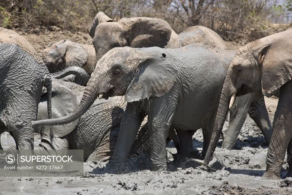 Kenya, Tsavo East, Ithumba. Young elephants enjoy a mud bath at Ithumba where the David Sheldrick Wildlife Trust runs a very important unit for orphans.