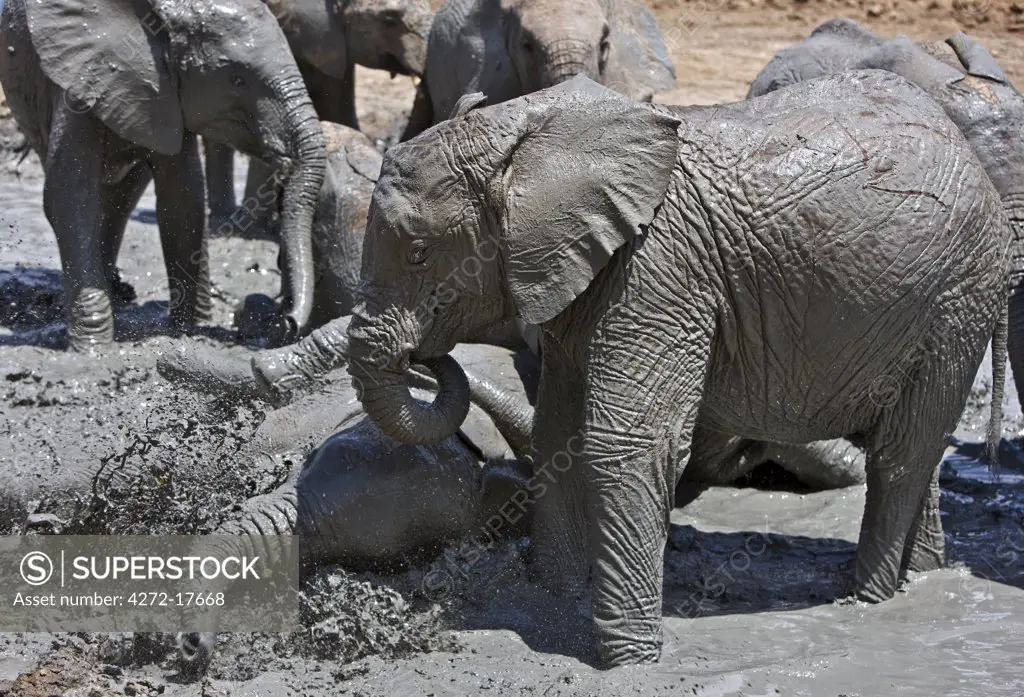 Kenya, Tsavo East, Ithumba. Young elephants enjoy a mud bath at Ithumba where the David Sheldrick Wildlife Trust runs a very important unit for orphans.