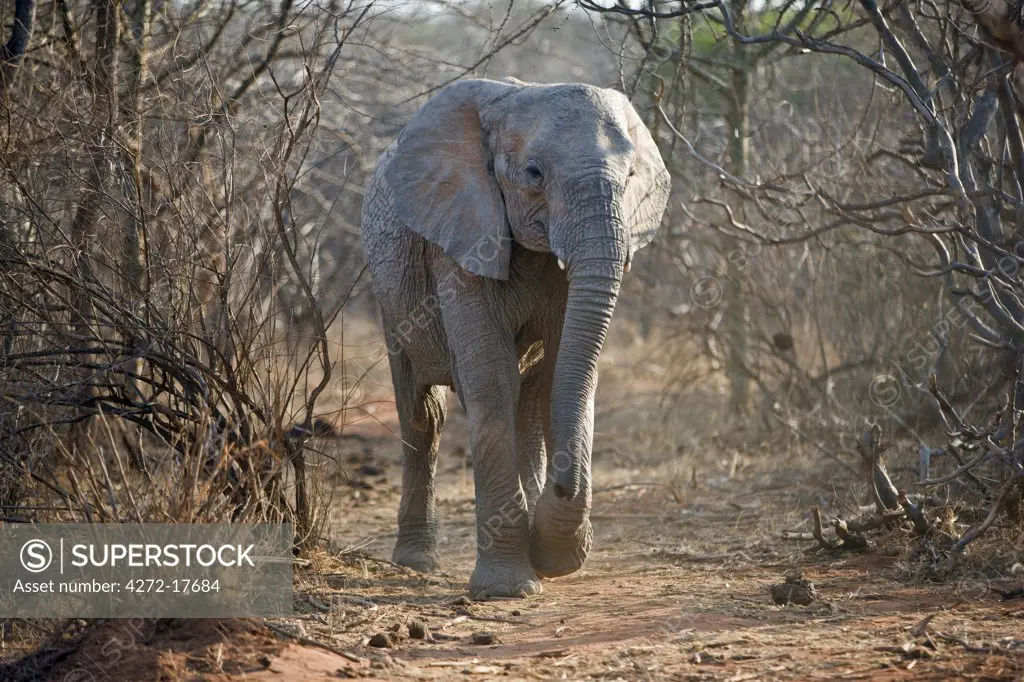 Kenya, Tsavo East, Ithumba. A young elephant walks through the dry bush country at Ithumba where the David Sheldrick Wildlife Trust runs a very important unit for orphans.