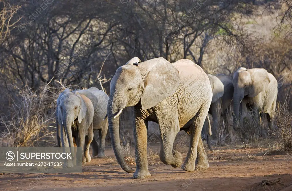 Kenya, Tsavo East, Ithumba. Young elephants walk through the dry bush country at Ithumba where the David Sheldrick Wildlife Trust runs a very important unit for orphans.