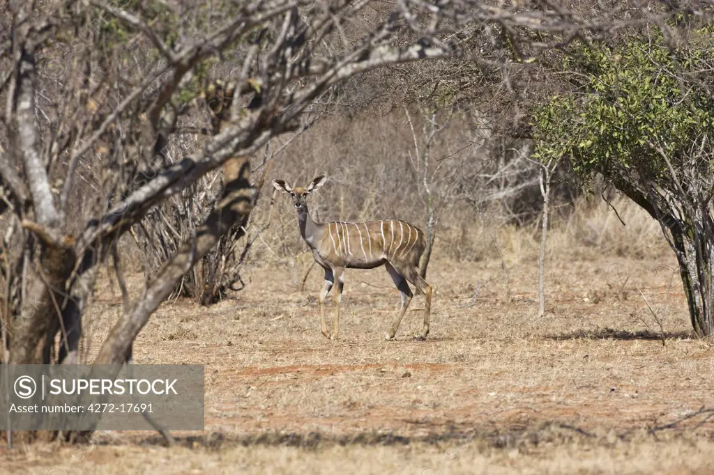Kenya, Tsavo East, Ithumba. A female lesser kudu at Ithumba in the northern sector of Tsavo East National Park.