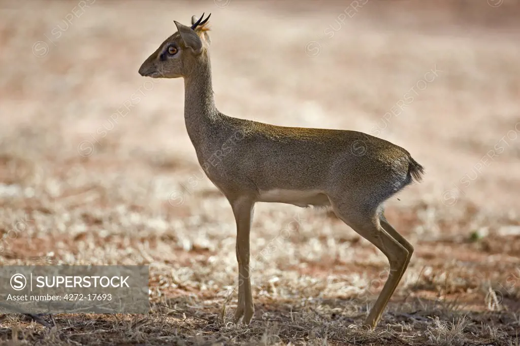 Kenya, Tsavo East, Ithumba. A male dikdik at Ithumba in the northern sector of Tsavo East National Park.