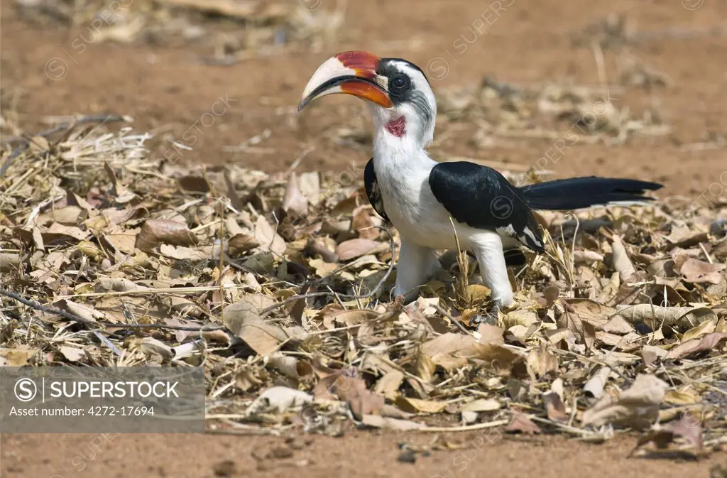 Kenya, Tsavo East, Ithumba. A male Von der Decken__ !s Hornbill at Ithumba in the northern sector of Tsavo East National Park.""