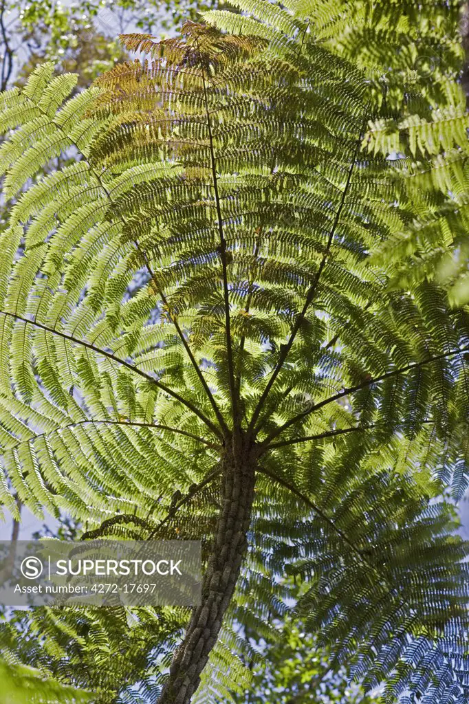 Kenya, Central Province, Gatamaiyu Forest. A tree fern in the indigenous Gatamaiyu Forest at the southern end of the Aberdare Mountains.
