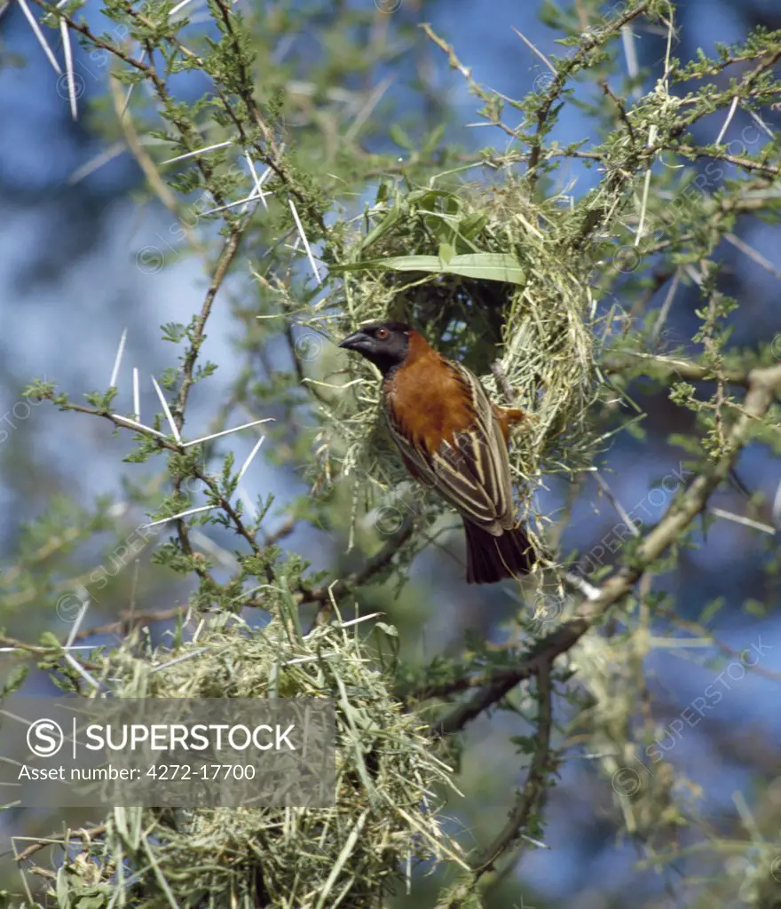 Kenya, Eastern Province, Meru. A Chesnut Weaver building its nest.