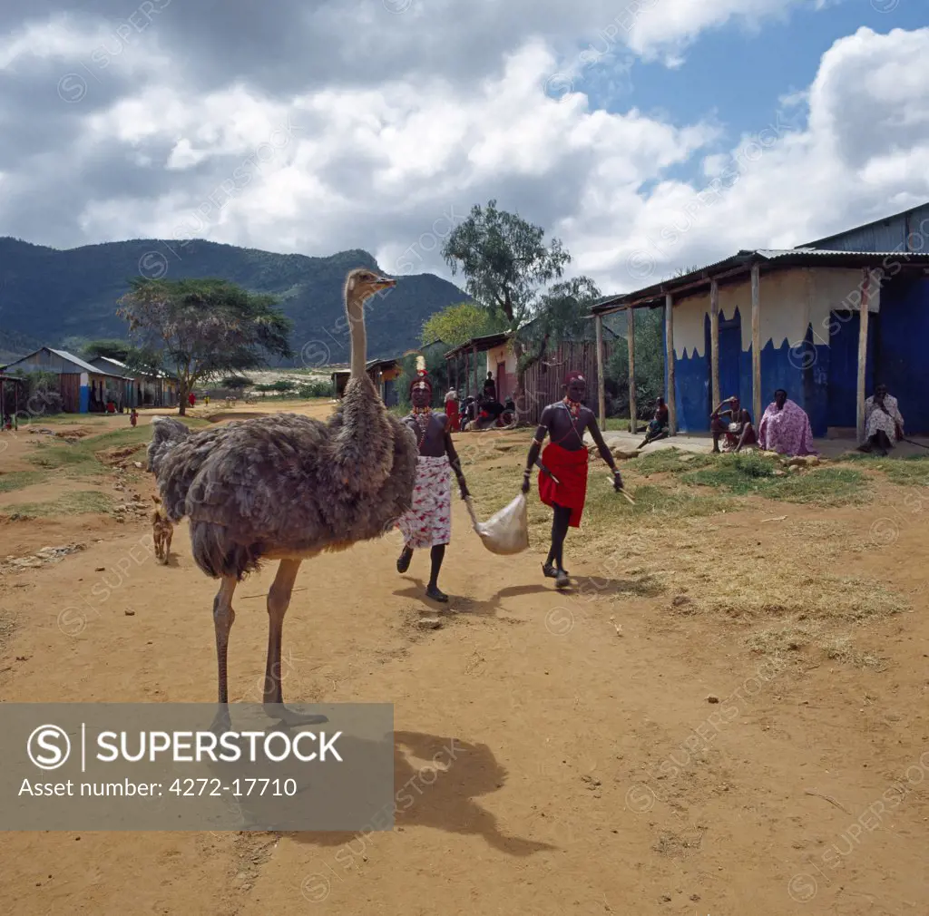 Kenya, Maralal, Leserikan. A tame ostrich stands in the middle of the only street at Leserikan, a small trading centre in the foothills of the Ndoto Mountains in Maralal District.