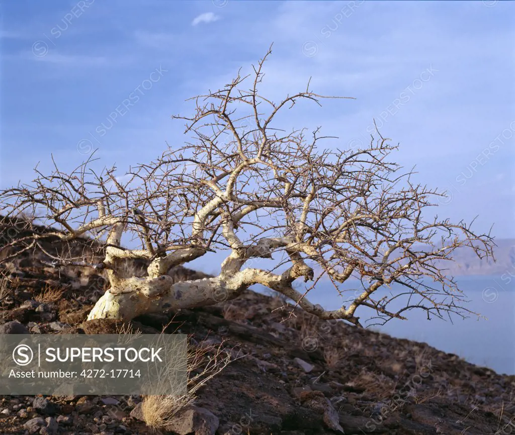 Kenya, Loiengalani, Lake Turkana. A commiphora tree bent by incessant wind at the southern end of Lake Turkana.