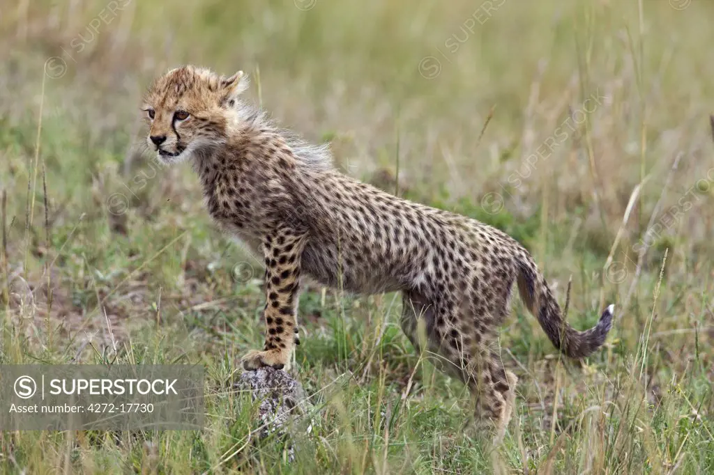 Kenya, Narok district, Masai Mara. A cheetah cub in Masai Mara National Reserve.