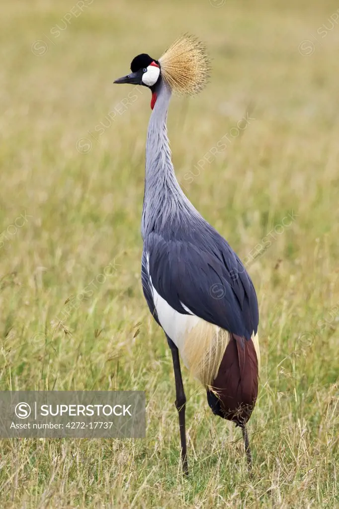 Kenya, Narok district, Masai Mara. A crowned crane in Masai Mara National Reserve.