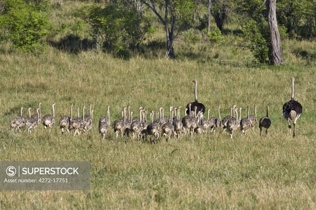 Kenya, Narok district, Masai Mara. A cr_che of young ostriches in Masai Mara National Reserve.