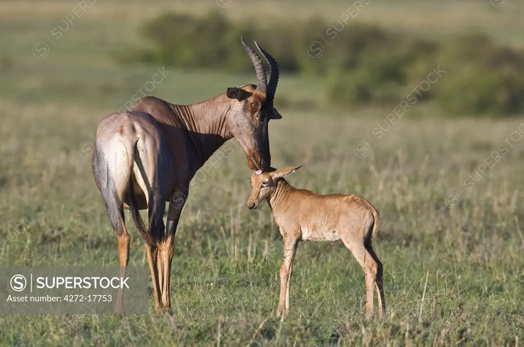 Kenya, Narok district, Masai Mara. A Topi antelope and offspring in Masai Mara National Reserve.