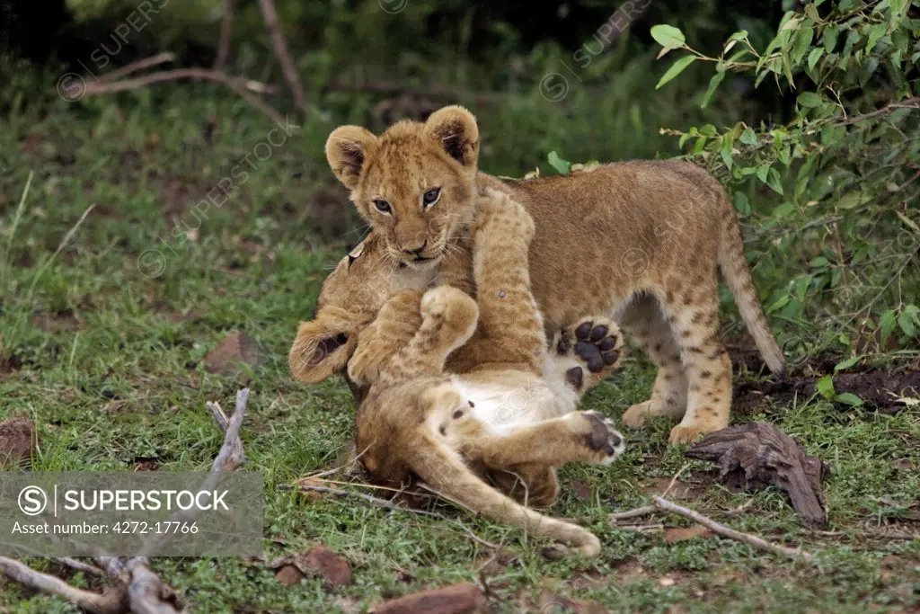Kenya, Narok district, Masai Mara. Two lion cubs play in Masai Mara National Reserve.