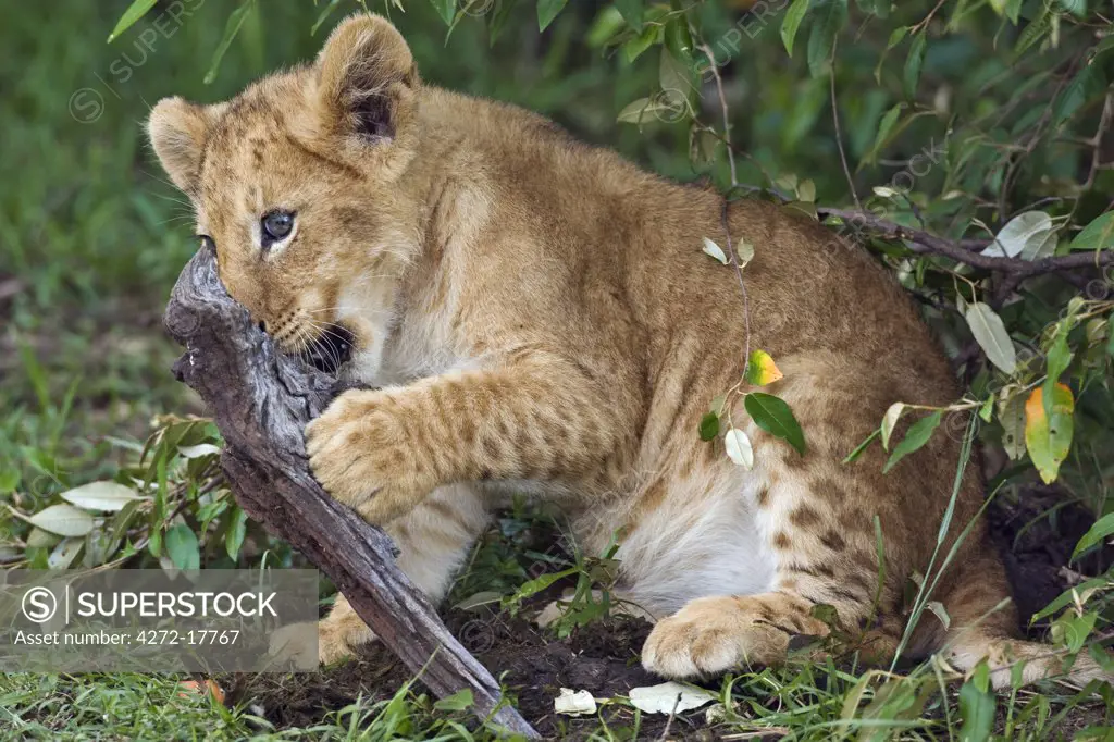 Kenya, Narok district, Masai Mara. A lion cub in Masai Mara National Reserve.