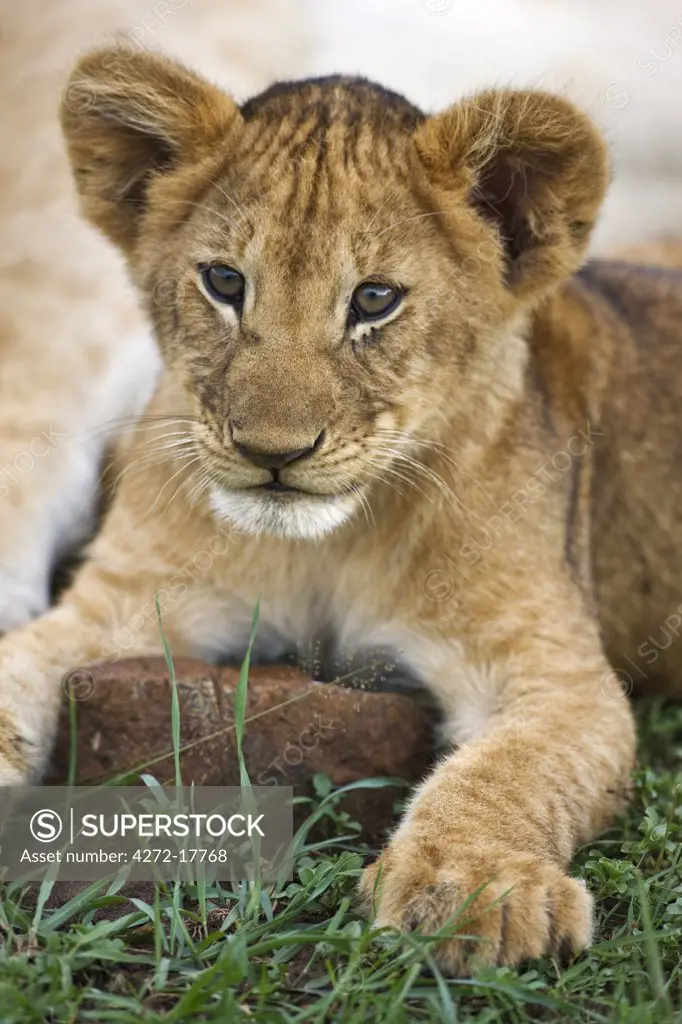 Kenya, Narok district, Masai Mara. A playful lion cub in Masai Mara National Reserve.