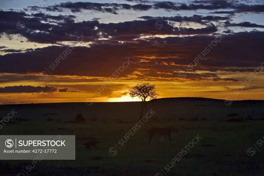 Kenya, Narok district, Masai Mara. Sunset in Masai Mara National Reserve with a lioness and her cubs in the foreground.