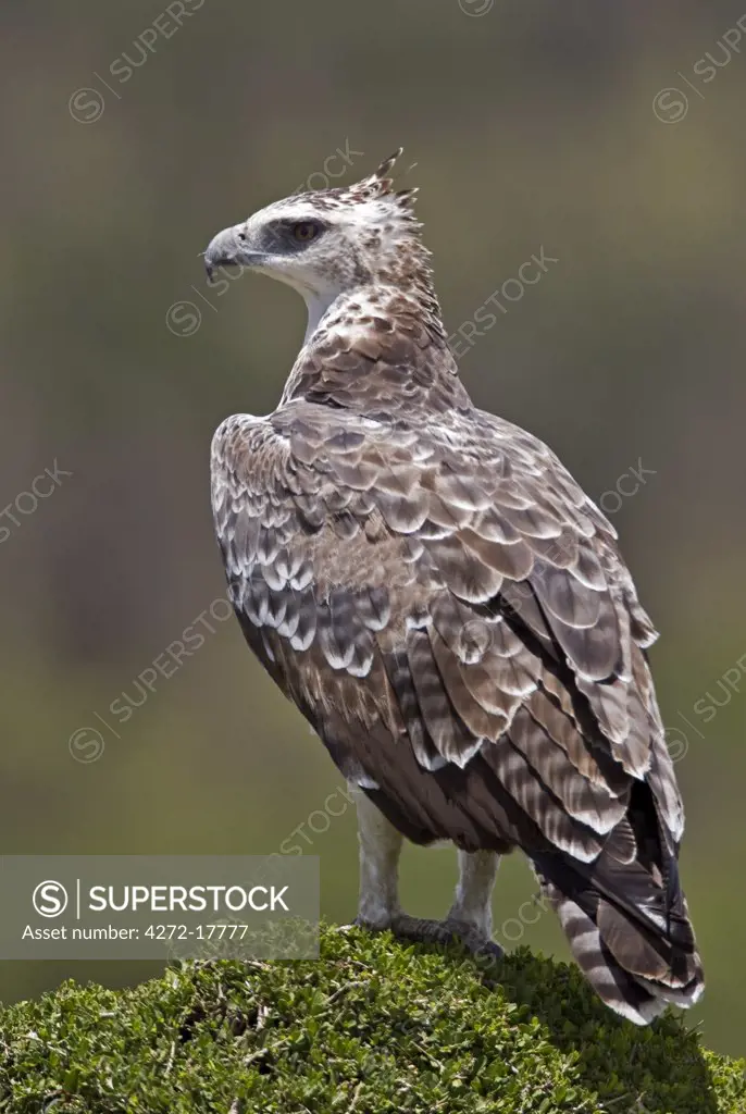 Kenya, Narok district, Masai Mara. A Martial eagle in Masai Mara National Reserve.