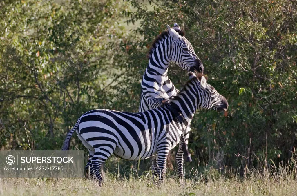 Kenya, Narok district, Masai Mara. Two common zebras play  in Masai Mara National Reserve.