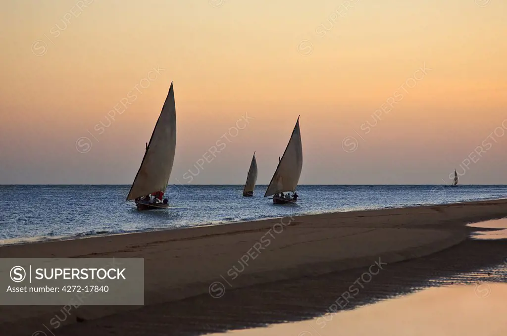 Kenya, Lamu. Traditional sailing boats off Shela on Lamu Island.