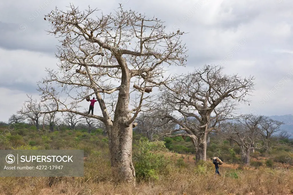 Kenya, Kibwezi. A man carries a traditional beehive to his friend for hanging in a large baobab tree.