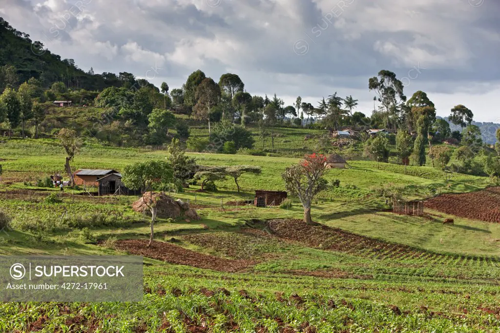 Kenya, Tambach District. Mixed farming in a fertile area of Tambach District near the Elgeyo Escarpment.