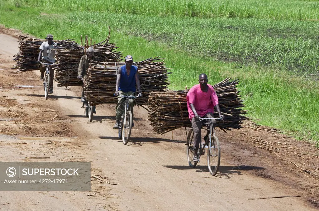 Kenya, Kisumu District. Cyclists take sugar cane to market near Kisumu.