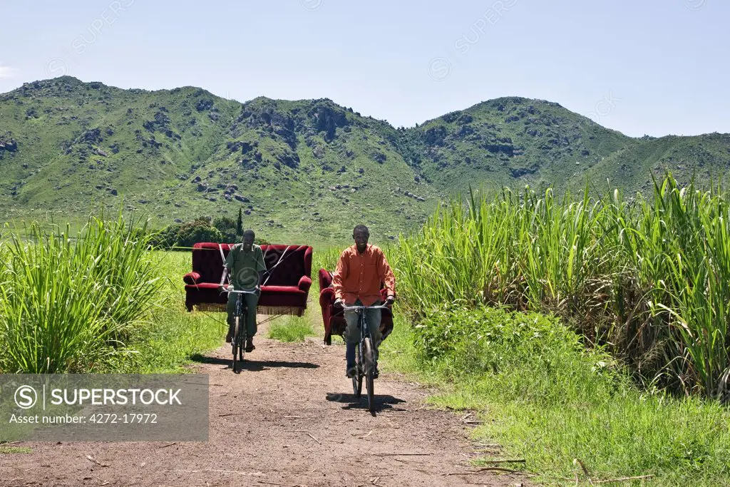 Kenya, Kisumu District. Two friends cycle home through sugar cane fields with a sofa set which they bought from a local furniture maker and upholsterer.