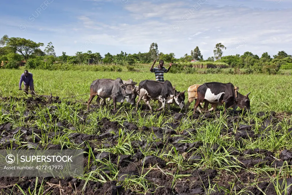 Kenya, Kisumu District. Small-scale farmers plough fields of sugar cane with a team of oxen.