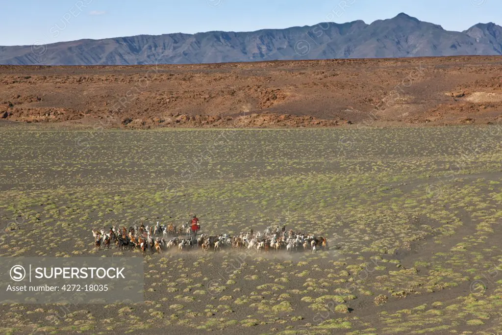 A Turkana man herds his goats in the semi-desert terrain near the southeastern shoreline of Lake Turkana.