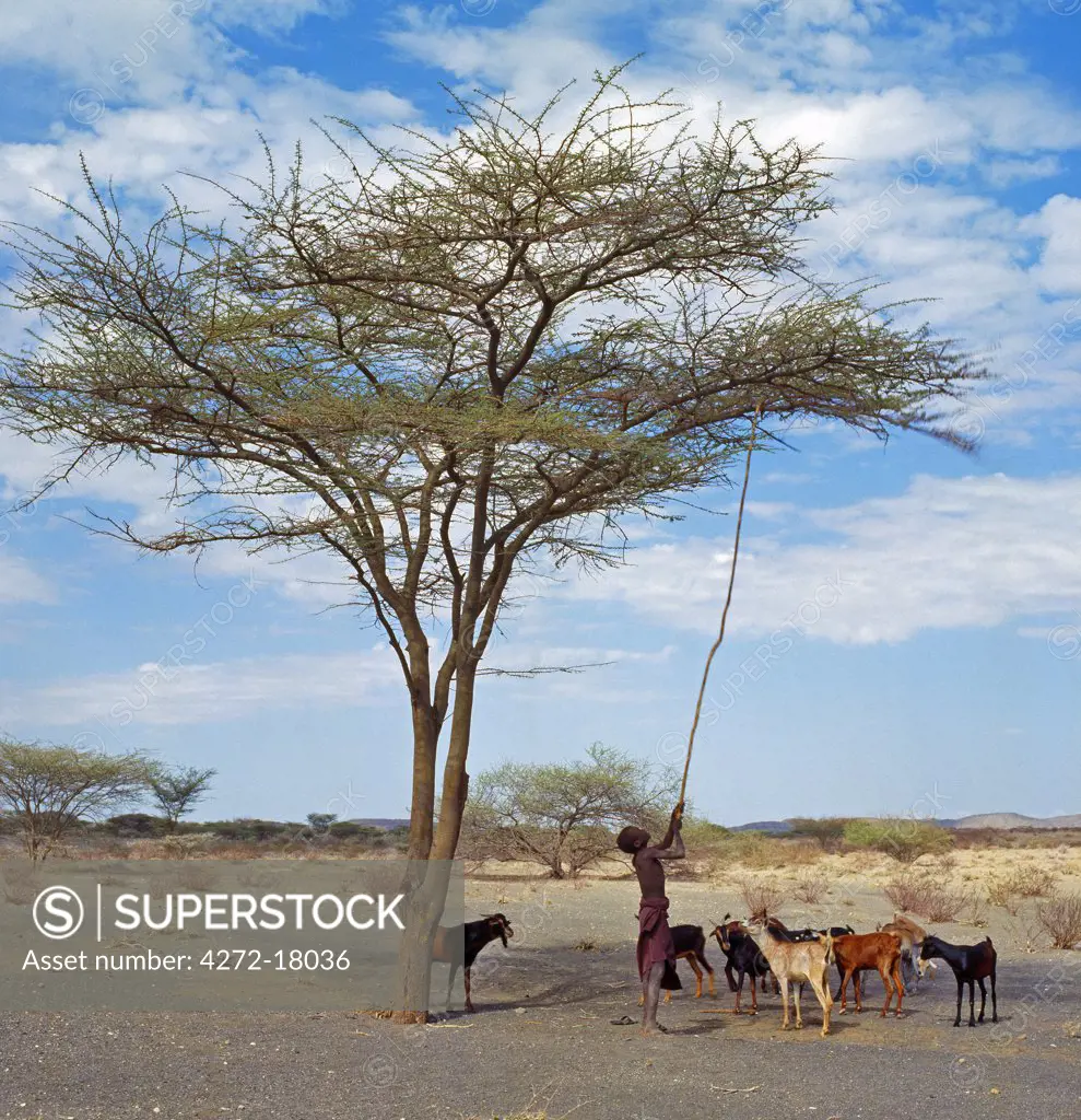 A Turkana boy knocks seed pods from an acacia tree to feed his goats in semi-desert terrain south of Lodwar.