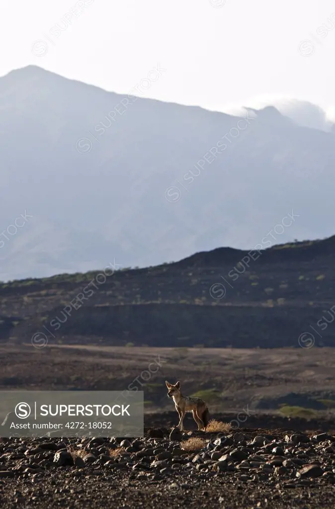 A black-backed jackal in lava rock-strewn country with Mount Kulal dominating the skyline.