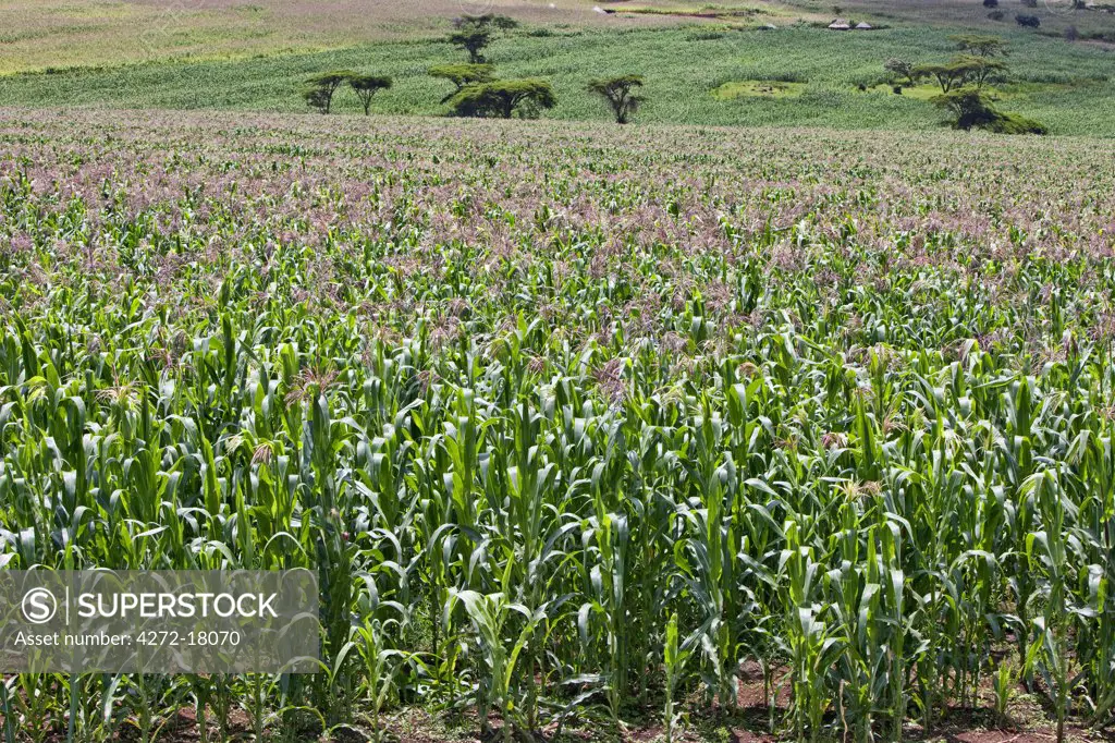 A healthy crop of white maize growing at Endebess.  Maize is the staple food of all Kenyans.