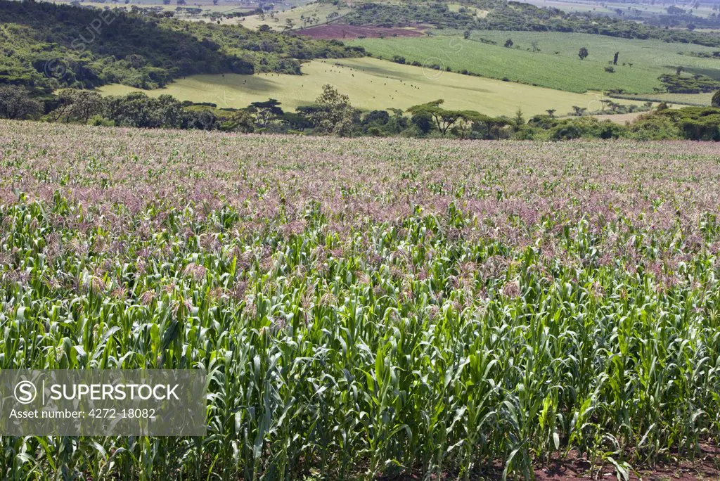 Kenya. A healthy crop of white maize growing at Endebess.  Maize is the staple food of all Kenyans.