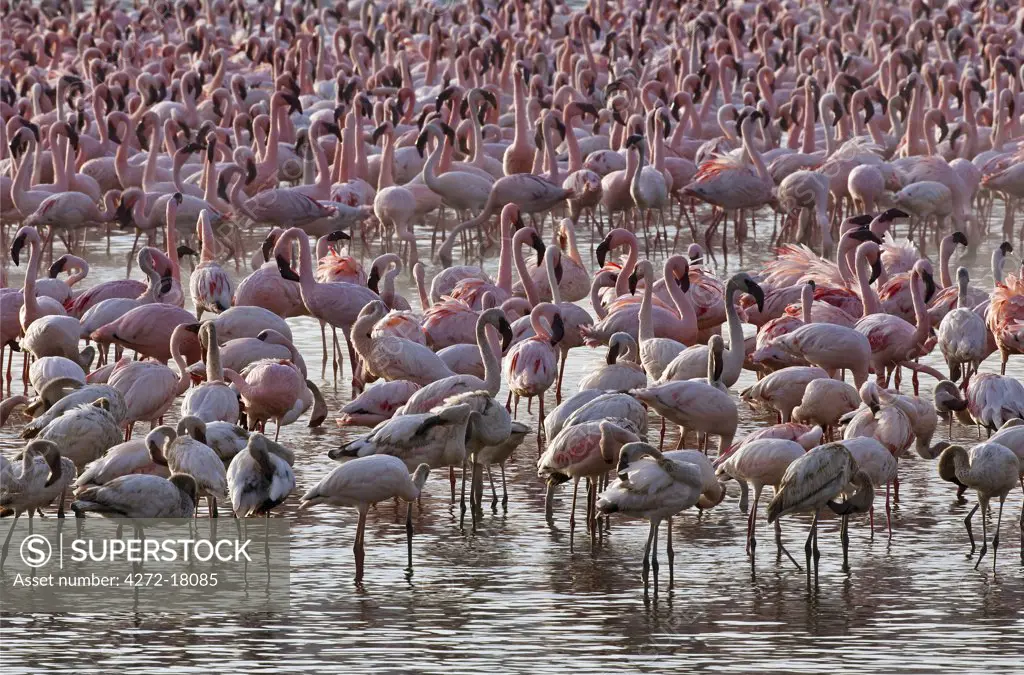 Kenya. Lesser flamingos feeding on algae among the hot springs of Lake Bogoria, an alkaline lake in the Great Rift Valley