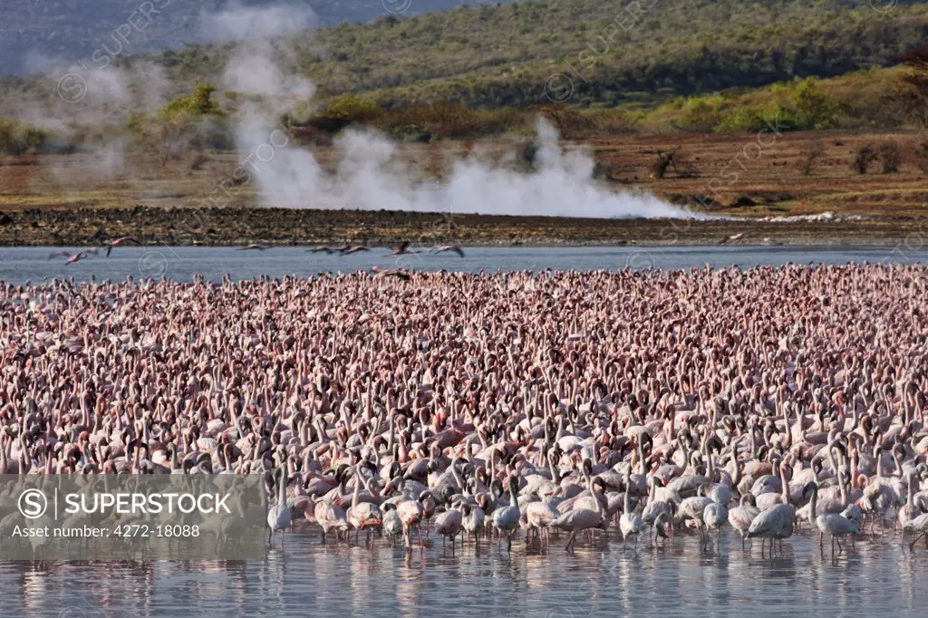 Kenya. Lesser flamingos feeding on algae among the hot springs of Lake Bogoria, an alkaline lake in the Great Rift Valley