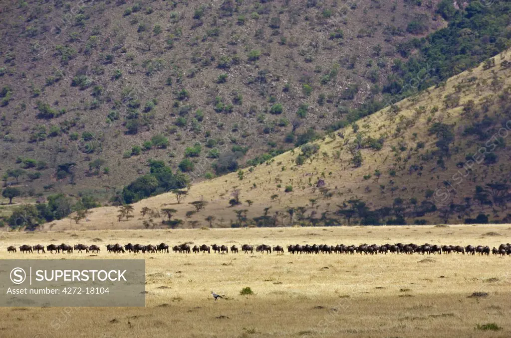 Kenya. White-bearded gnu follow in line along the Oloololo Escarpment in Masai Mara National Reserve during their annual migration.