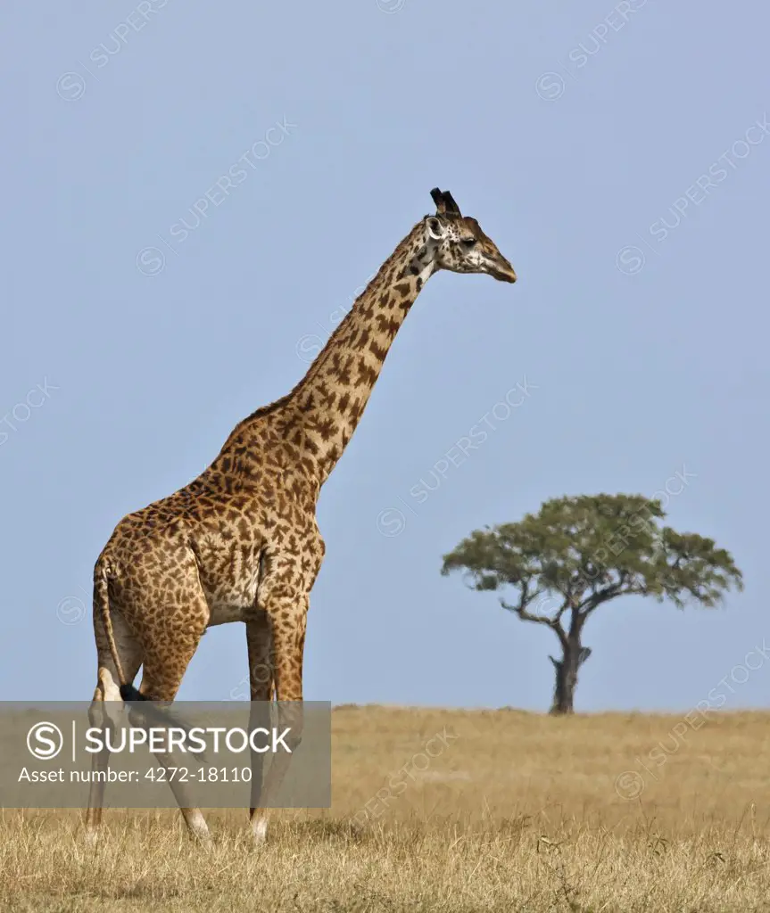 Kenya. A Masai giraffe crosses the vast grass plains in Masai Mara National Reserve.