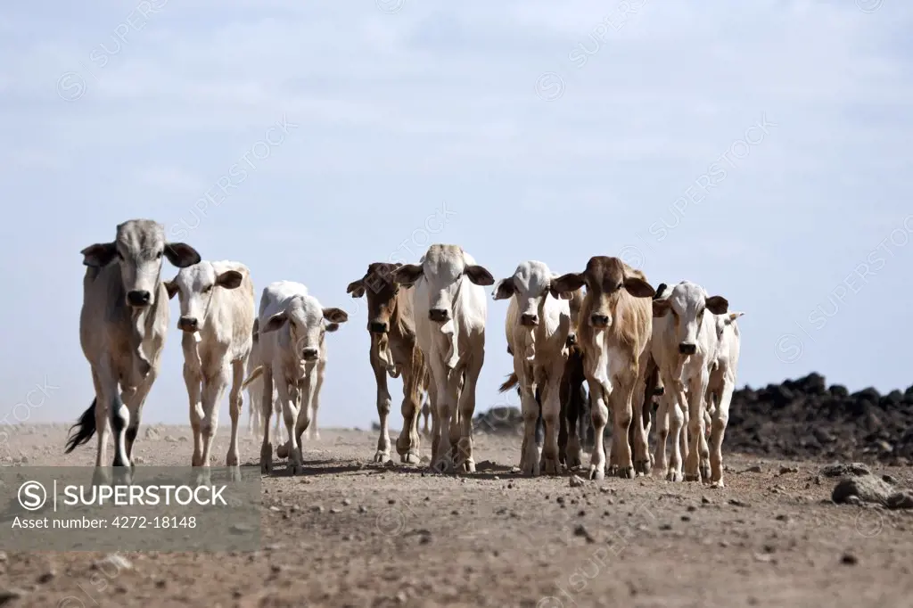 Kenya, near Marsabit, a small herd of calves trot along the parched tracks