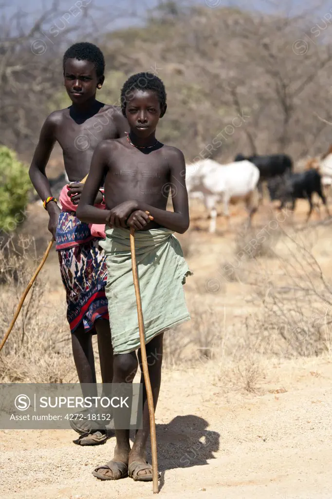 Kenya, near Marsabit. Two young samburu boys follow their cattle through the arid landscape.