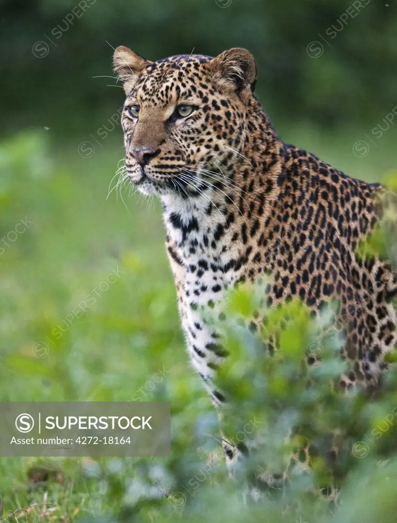 Kenya, A fine female leopard the Aberdare National Park.