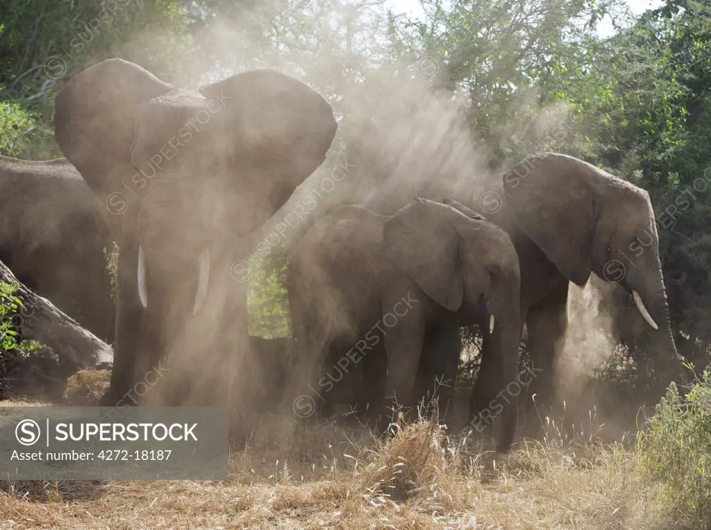 Kenya, Elephants dusting themselves near the banks of the Uaso Nyiru in Samburu National Game Reserve