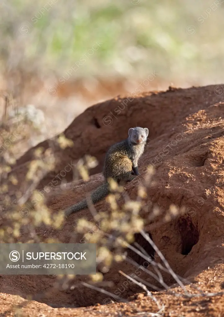 Kenya, A dwarf mongoose sitting on a termite mound in Samburu National Game Reserve of Northern Kenya.